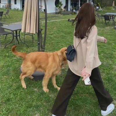 文豪野犬第三季